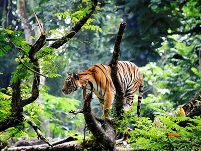 Wildlife Safari
